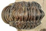 Detailed Crotalocephalina Trilobite - Atchana, Morocco #254512-1
